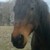 :iconruffianlover01: