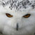 :iconruiorven: