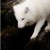 :iconrukitazuka: