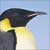 :iconrulerofthepenguins:
