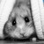 :iconrunensucher: