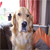 :iconrunninggrouse: