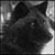 :iconrunningraindog: