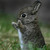 Runningredpanda :iconrunningredpanda: