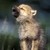 RunningWolf13 :iconrunningwolf13:
