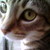 :iconrunningwolfpaws: