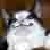 :iconrunpiggyrun: