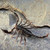 :iconrus-scorpion: