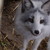 :iconrusefox: