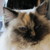 :iconrushcoat: