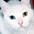 :iconruskahrd: