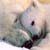 :iconrusselbear: