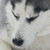 :iconrussian-imperial:
