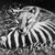 :iconrussianthylacine: