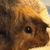 :iconrusty-the-guineapig: