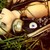 :iconrusty26dropz: