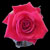 :iconruth16: