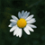 :iconruxyruxy: