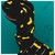 :iconruzi-hyun:
