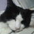 :iconrxkitty: