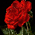 :iconryandep: