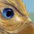 :iconryaskgoldengryph: