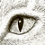 :iconrynorean: