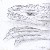 :iconryu-draco:
