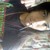 :iconryufalchionx: