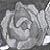 :iconryuu-black-dragon: