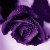 :iconryuuyadragon: