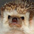 :icons0g0th: