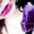 :icons0lansh: