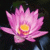 :icons0nica: