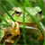 :iconS3nK: