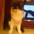 :icons4l1t0s: