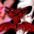 :icons-alpha: