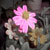 :icons-brenna: