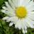 :icons-c-griffiths: