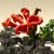 :icons-d-johnson: