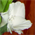 :icons-h-pictures: