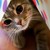 :icons-kittels:
