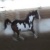 :icons-mustang: