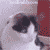 :icons-reidy:
