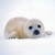 :icons-sharifi:
