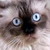 :icons-t-a-t-i-c--kitty: