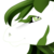 :iconsaahrimei: