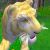 :iconsabercat26: