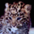 :iconsabertoothtigress: