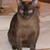 :iconsabina-canada: